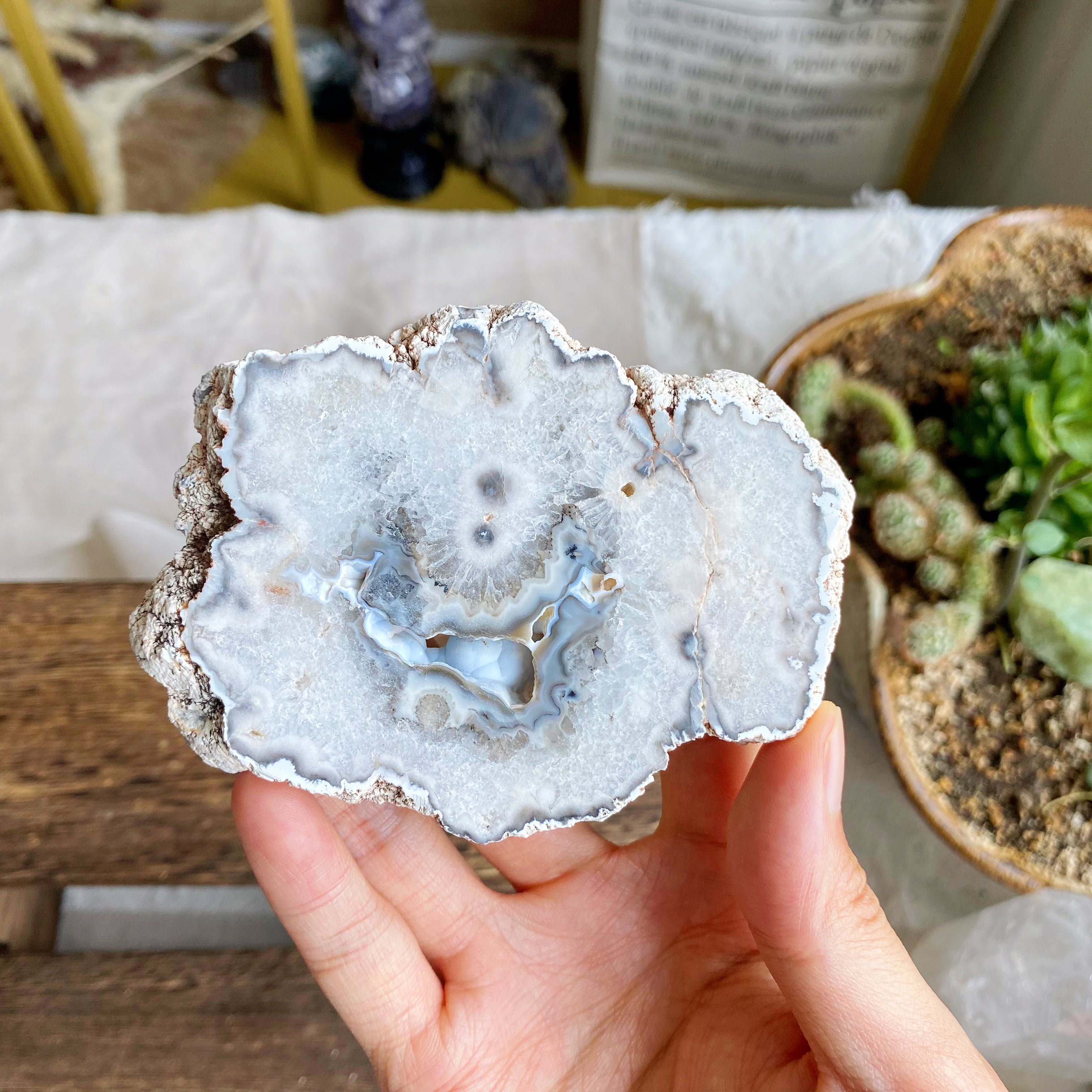 【Weekly Flash Deals】Argentina Flower Agate Slice 1