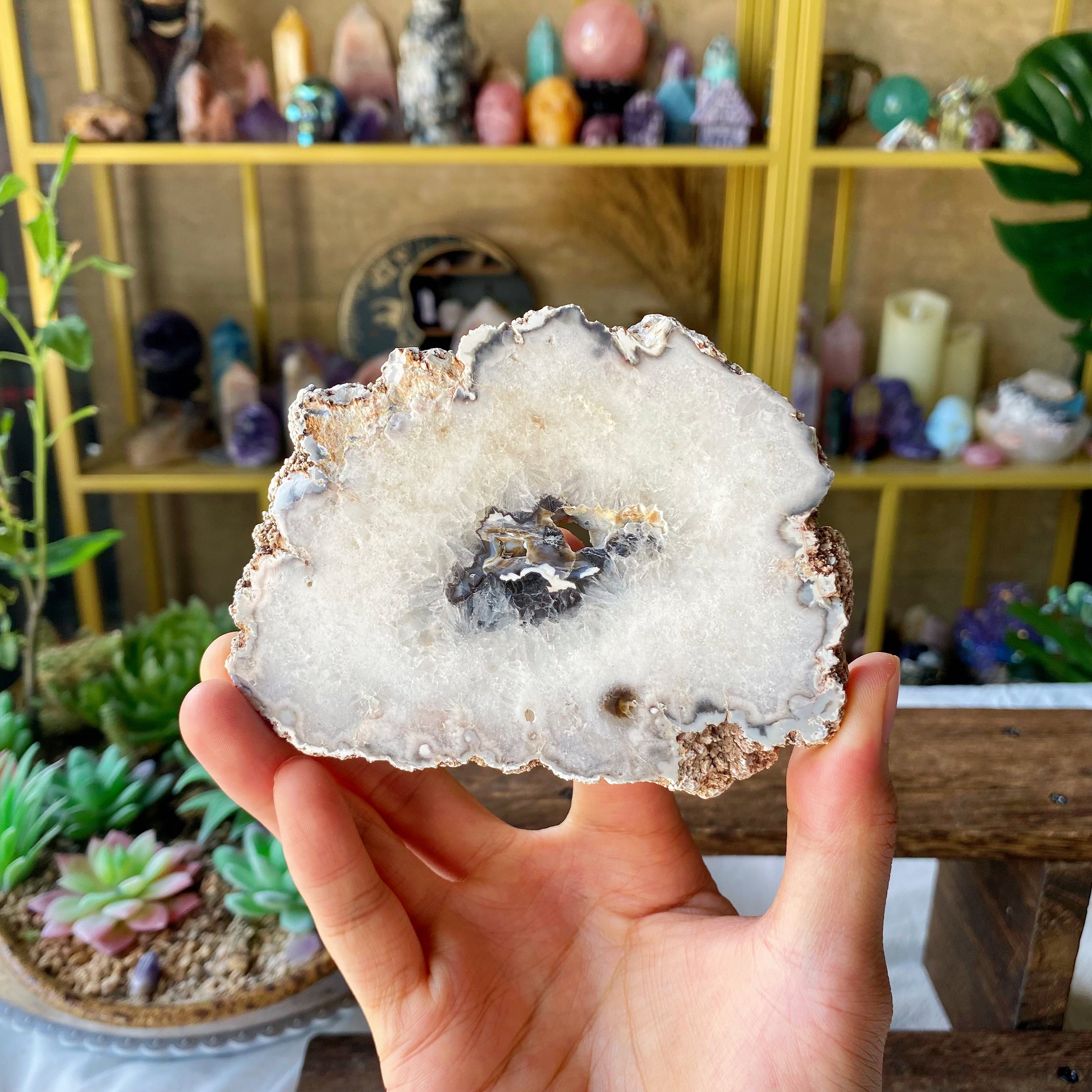 【Weekly Flash Deals】Argentina Flower Agate Slice 2